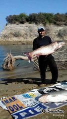 Largest carp mangla pakistan#fishing#thrill#hunt#nature#record