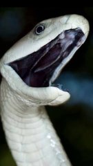 3 venomous snakes