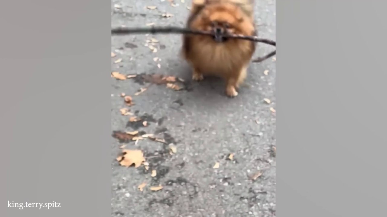 Funniest ANIMALS Videos 2024 That Will Make You Burst Into Laughter 😂