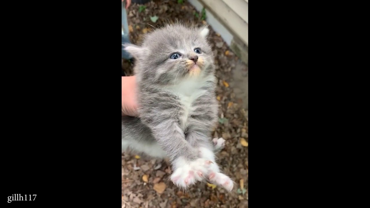 Kitten system crash 🐱 Funny Cats Videos 2025 | #FunnyCats2025 #KittenSystemCrash #CatsBeingCats