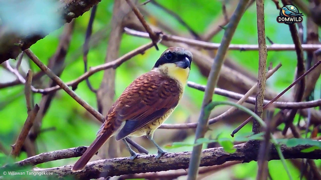 Tiger Shrike – The Tiny Assassin of East Asian Forests