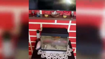 İstanbul Boğazı'nda deprem anı kamerada: Yelkenlide kabusu yaşadılar