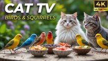 Video for Cats to Watch Bird – Hours of Real Bird Action in the Garden - CatTV Central