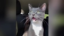 Funny ANIMALS videos 😂 Funniest CATS😺 and DOGS🐶 2025