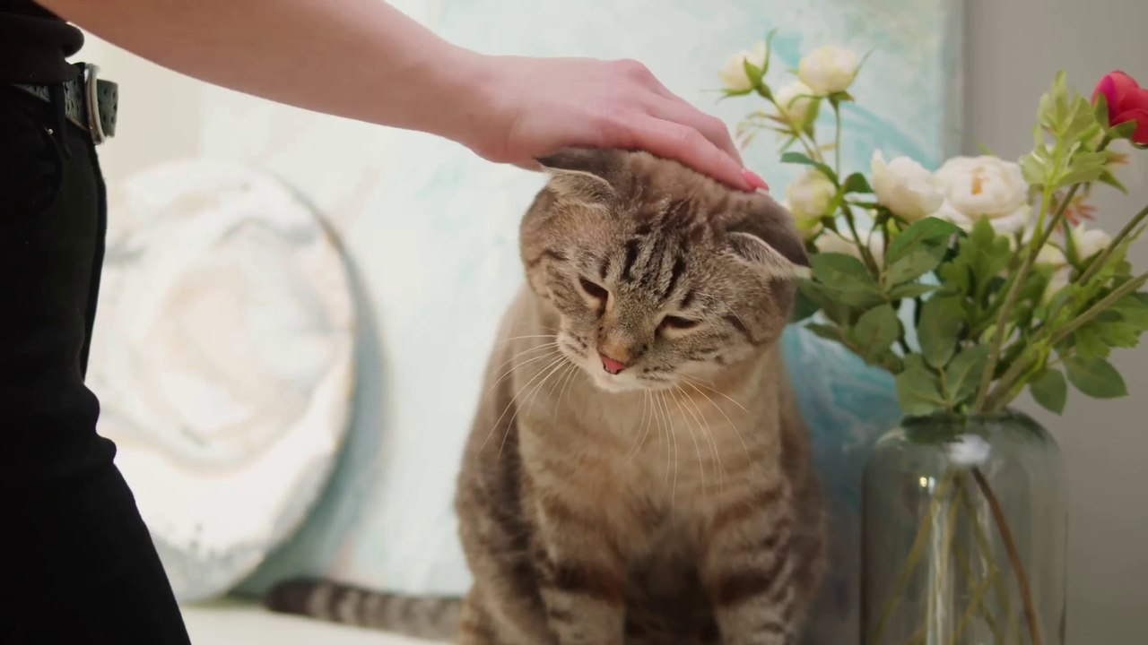 5 Things Your Cat Will NEVER Forgive You For !
