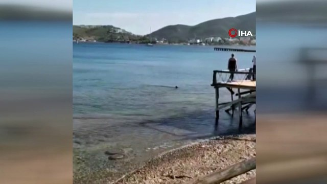 Turistik bölgelerde köpek balığı telaşı! 'Sahillerde köpek balığı görülmesi artık kaçınılmaz'