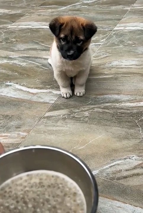 Funny Animals 😼Cute Animals  #short #cuteanimals #funnyanimals #shortsfeed