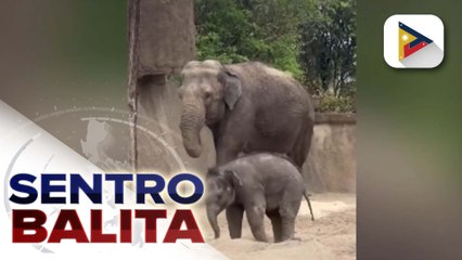 Baby elephant na bunga ng artificial insemination, masisilayan na sa isang zoological park sa U.S.