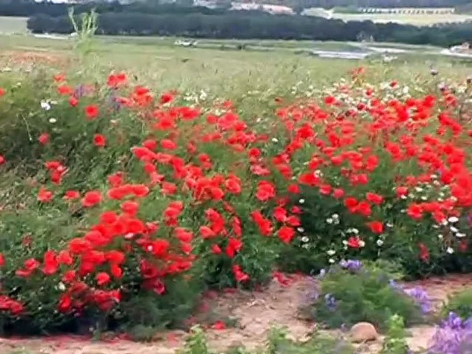 Numancia