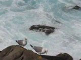 Donostia/San Sebastian : la mer & les mouettes