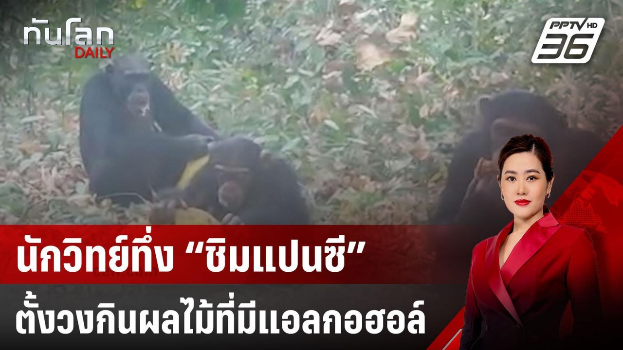 นักวิทย์ทึ่ง “ชิมแปนซี” ตั้งวงกินผลไม้ที่มีแอลก...