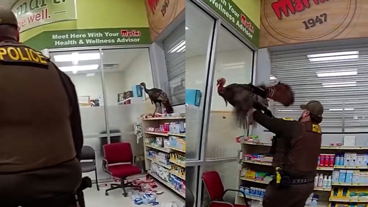 Wilder Truthahn sorgt für Chaos in US-Supermarkt