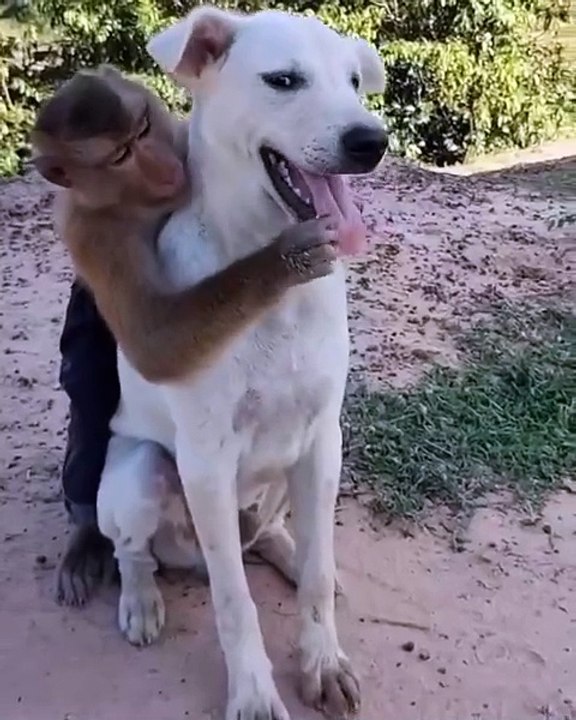 Monkey and dog playing together funny video - video Dailymotion