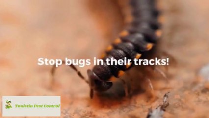 🧂 How to Use Cloves to Keep Bugs Away from Your Closet & Kitchen 🐜🧺