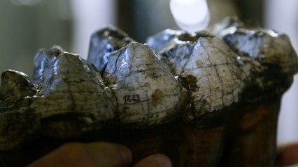 L'odyssée des animaux