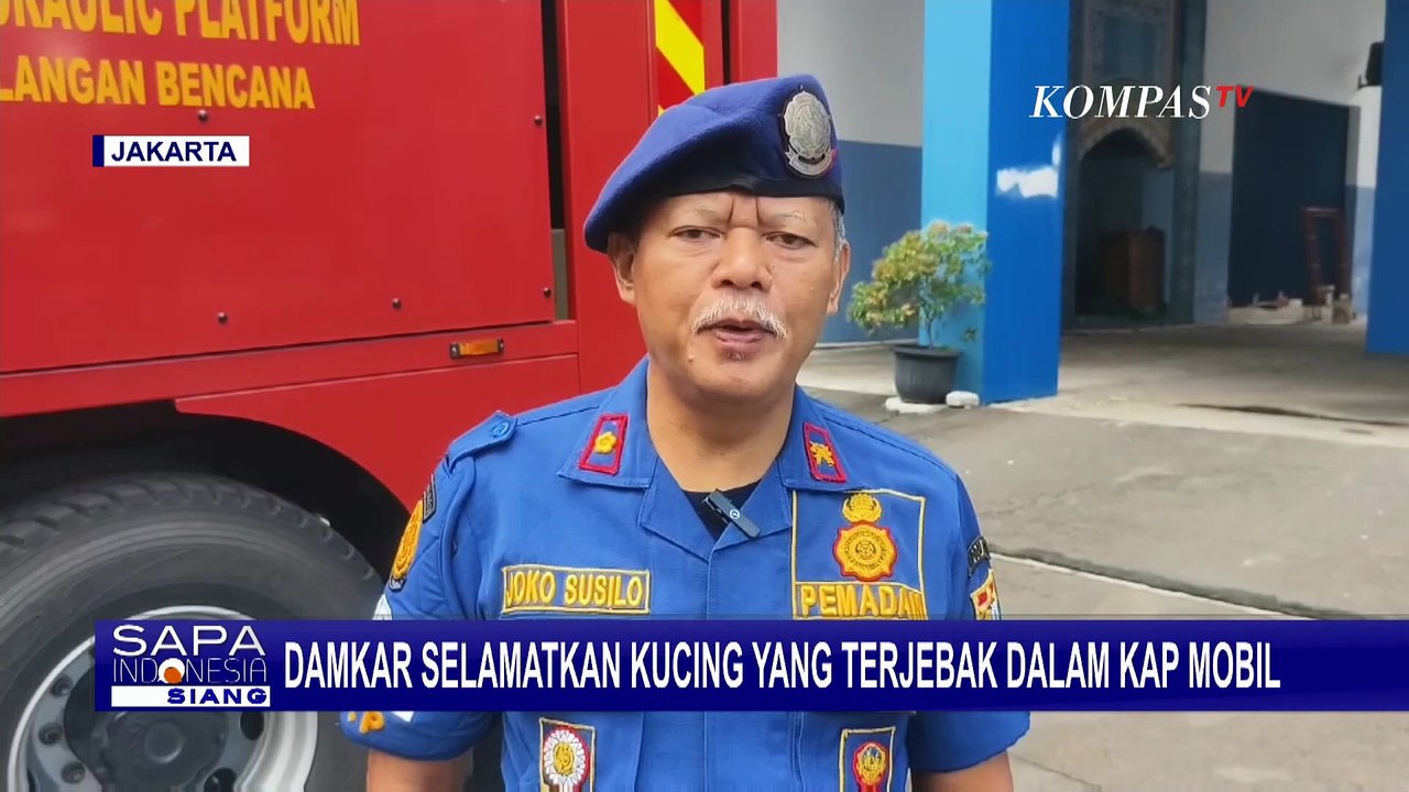 Kucing Terjebak di Kap Mobil Warga Kembangan, Petugas Damkar Sigap Lakukan Evakuasi!