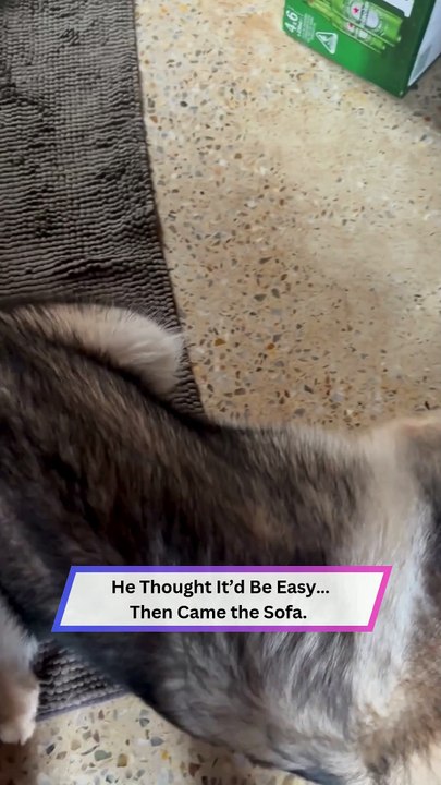 Dog vs. Tiny Mouse Ends in Total Embarrassment Under the Sofa! 🐶😂
