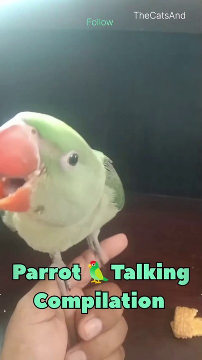 Ringneck Parrot Singing | Ringneck Talking #short #foryou #dailymotion #funny #cemedy #laugh #laughing #pets #animals #singing #sound #song #voice #parrot #bird #TheCatsAnd