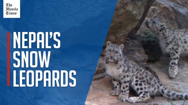 Landmark Nepal survey estimates nearly 400 elusive snow leopards