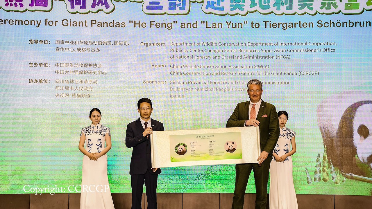 Panda-Paar im Tiergarten Schönbrunn angekommen