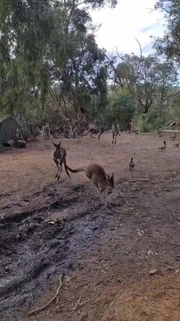 Kangaroos can’t resist food | only in Australia 🇦🇺