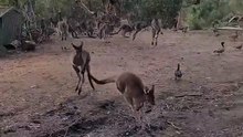 Kangaroos can’t resist food | only in Australia 🇦🇺