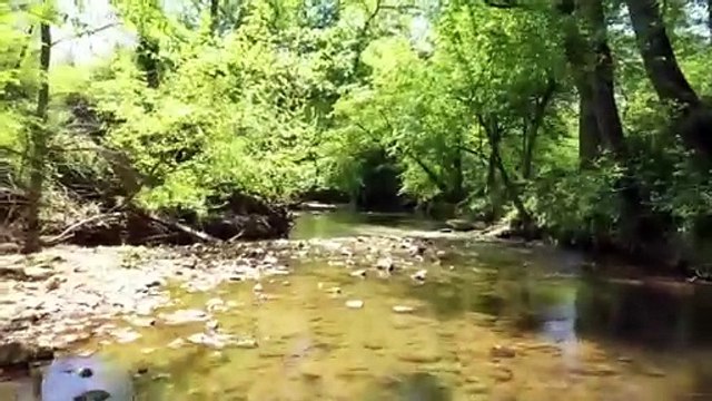 Unrestricted Large Acreage Lots - 10+ acre lots in Wilkes County NC- May 11th Liquidation Sale