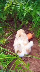 Cute Bunny eating carrot 🥕🐇💞__Please subscribe