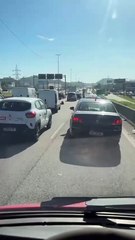 Cão com pata machucada deita no meio de rodovia movimentada, e mobiliza resgate em SC; VÍDEO