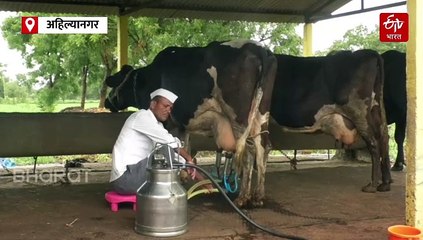 उन्हाच्या तडाख्याने शेतकऱ्यांच्या गायीचंही दूध आटलं, दूध उत्पादनात मोठी घट