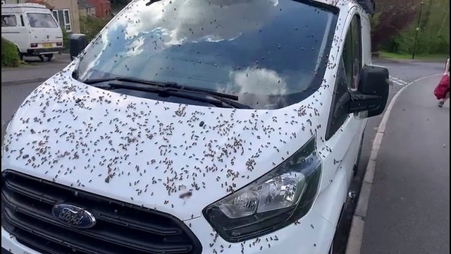 Swarm of 3,000 bees interrupt drinkers at Yorkshire pub