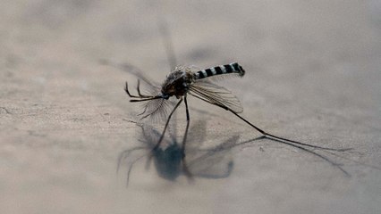Los tres datos más curiosos del principal mosquito que transmite la fiebre amarilla
