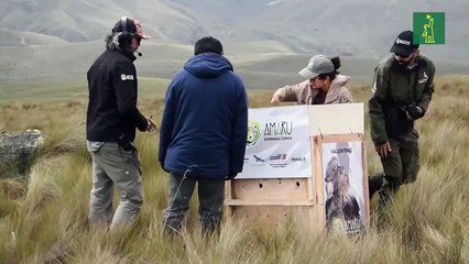 Liberan a un cóndor en Ecuador luego de recuperarse de disparos de perdigones en cuello y cráneo
