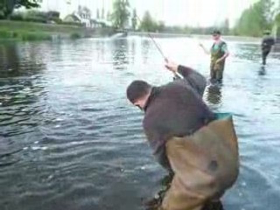 Alose faite par Jean Louis sur l'Ilot à Coatigorac'h