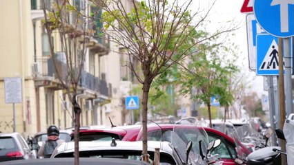 Alberelli secchi ForestaMe in centro: via alla sostituzione