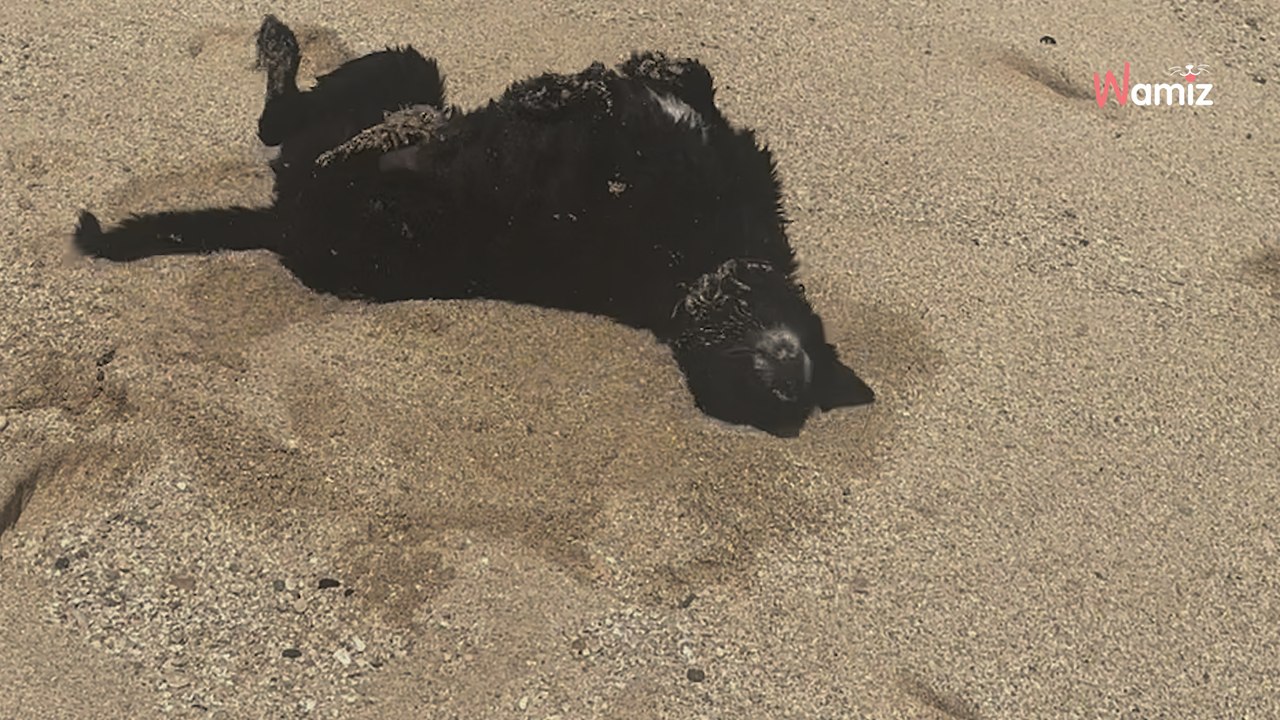 Frau trifft einen einsamen Hund am Strand: Sein Halsband enthüllt eine bezaubernde Überraschung