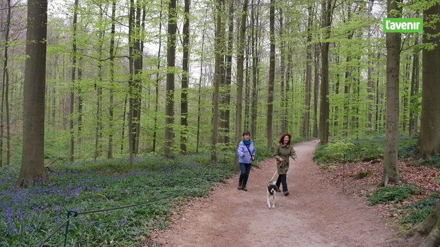Les jacinthes du bois de Hal : la balade incontournable du printemps