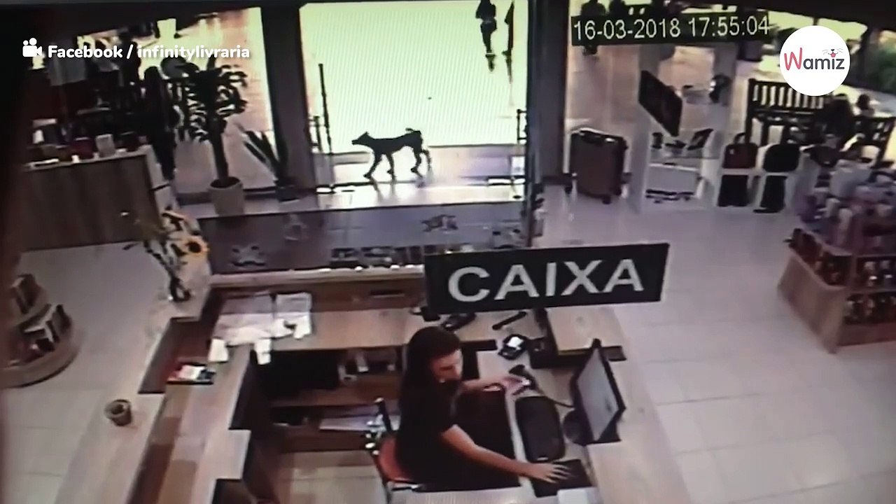 Este perro callejero entra a una biblioteca y se lleva un libro que nadie esperaba (Vídeo)