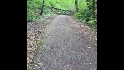 Fallen tree on old railway line