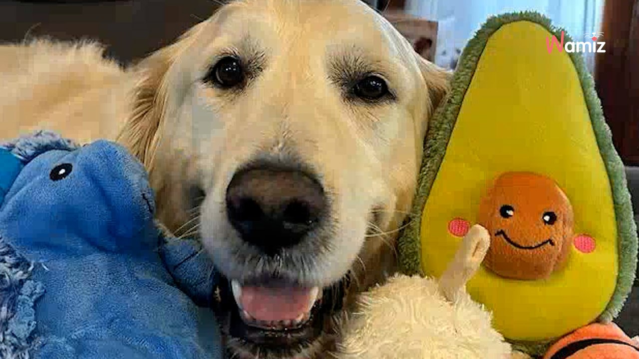 Una coppia adotta un Golden Retriever e ha un messaggio per chi lo ha maltrattato per 9 anni