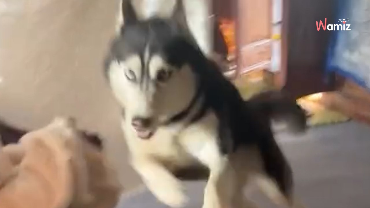 Hund möchte Herrchen wecken: Bei seiner Methode muss jeder lachen!