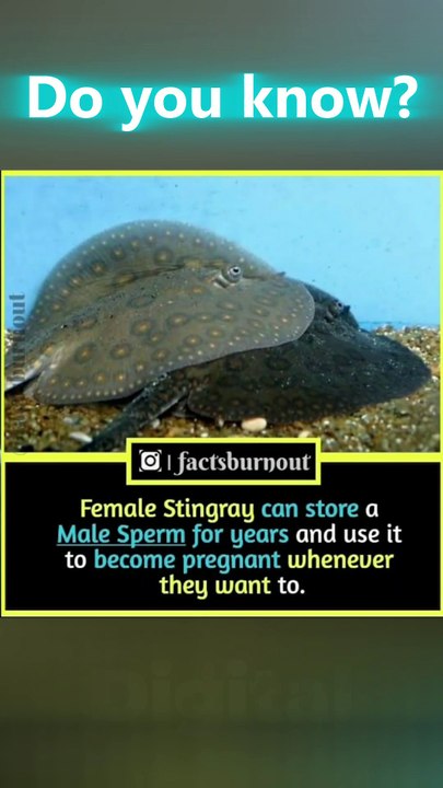 Female Stingrays Can Store Sperm for Years! 🦈 | Nature’s Reproductive Secret