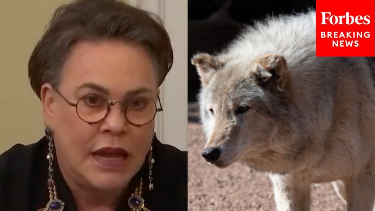 Harriet Hageman Makes The Case For Removing Endangered Species Act Protections For Grey Wolves
