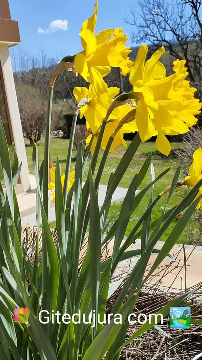 Jonquilles du Printemps et des vacances de Pâques dans le jardin des gîtes des Montagnes du Jura à Foncine-le-Haut chez Gitedujura.com ! Location de vacances paisibles avec Spa Sauna au bord de la rivière La Saine.
