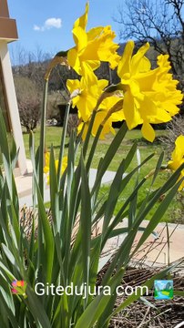 Jonquilles du Printemps et des vacances de Pâques dans le jardin des gîtes des Montagnes du Jura à Foncine-le-Haut chez Gitedujura.com ! Location de vacances paisibles avec Spa Sauna au bord de la rivière La Saine.