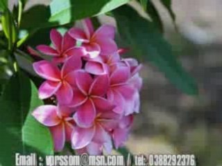 Jampa piantonh you phou dio ngao jai