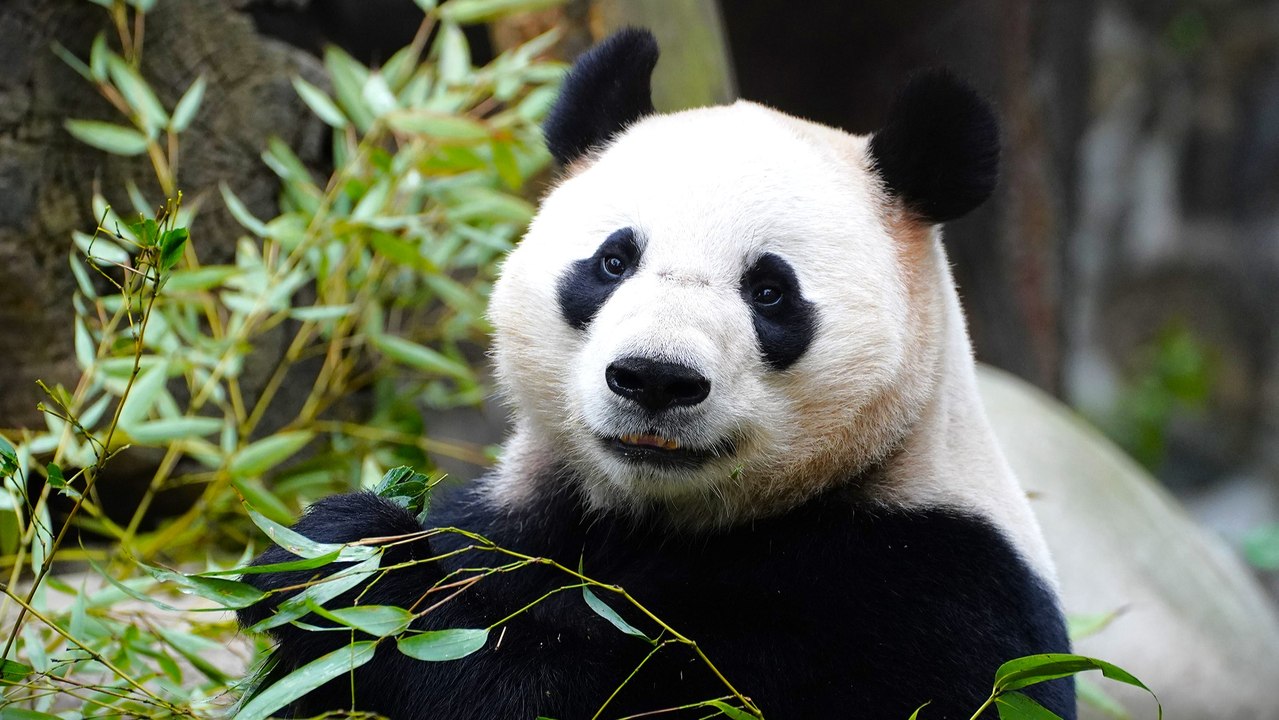 Neues Panda-Paar im Tiergarten Schönbrunn angekommen