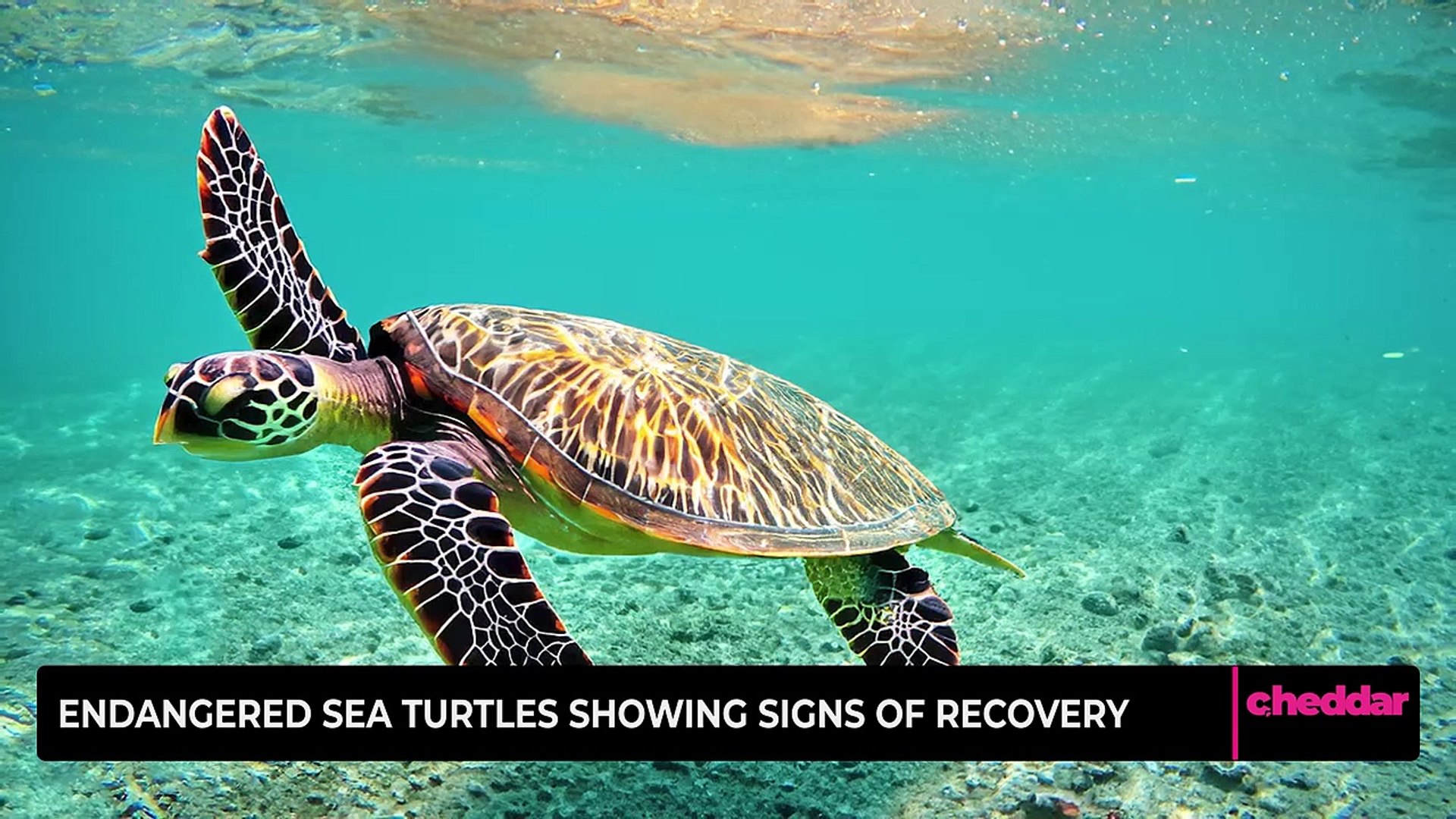 ⁣Endangered Sea Turtles Showing Signs of Recovery