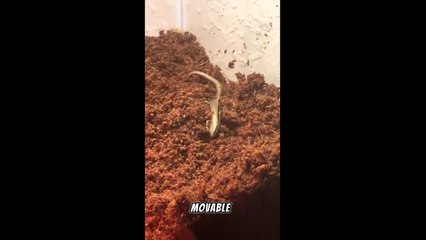 Exploring the Enigmatic Scincella lateralis: A Fascinating Forest Dweller