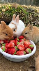 A group of rabbits eat strawberries and are cute. Rabbits. Little cute pets in the countryside.